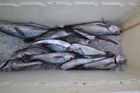 アジアマリンサービス 釣果