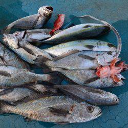 アジアマリンサービス 釣果