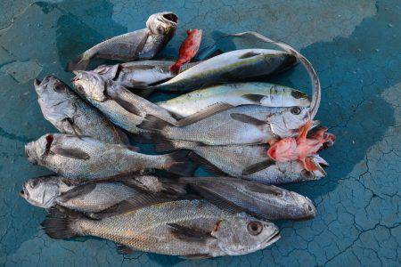 アジアマリンサービス 釣果