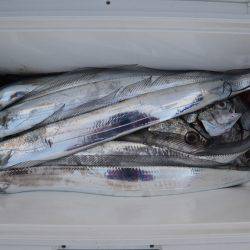 アジアマリンサービス 釣果