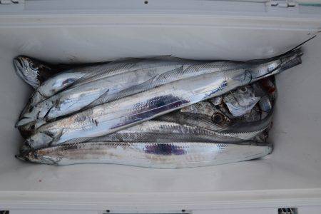 アジアマリンサービス 釣果