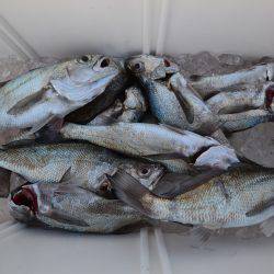 アジアマリンサービス 釣果