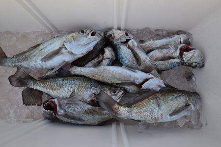 アジアマリンサービス 釣果