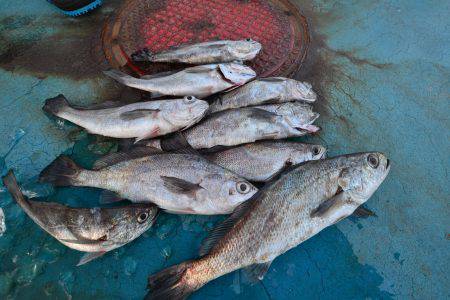 アジアマリンサービス 釣果