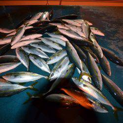 アジアマリンサービス 釣果