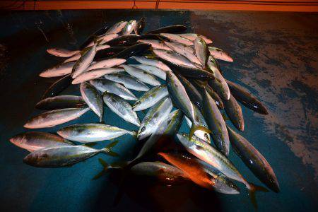 アジアマリンサービス 釣果