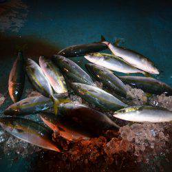 アジアマリンサービス 釣果