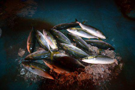 アジアマリンサービス 釣果