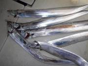 おおせき丸 釣果