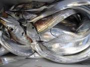 おおせき丸 釣果