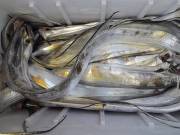 おおせき丸 釣果