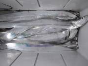 おおせき丸 釣果