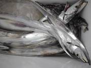 おおせき丸 釣果