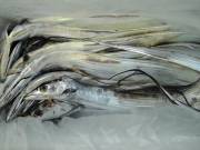 おおせき丸 釣果