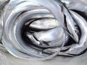 おおせき丸 釣果