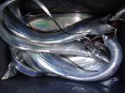 おおせき丸 釣果