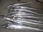 おおせき丸 釣果