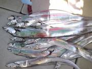 おおせき丸 釣果