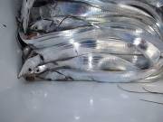 おおせき丸 釣果