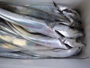 おおせき丸 釣果