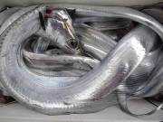 おおせき丸 釣果