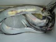 おおせき丸 釣果