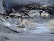 おおせき丸 釣果