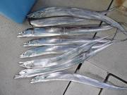 おおせき丸 釣果