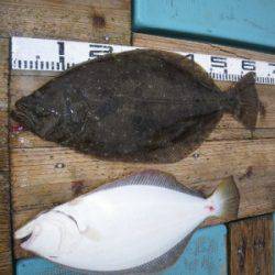 磯部釣船 直栄丸 釣果