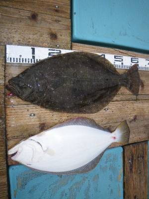 磯部釣船 直栄丸 釣果