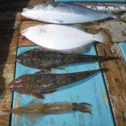 磯部釣船 直栄丸 釣果