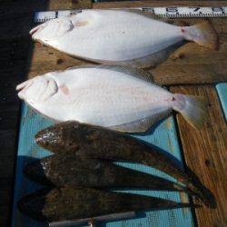 磯部釣船 直栄丸 釣果