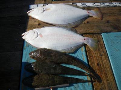 磯部釣船 直栄丸 釣果