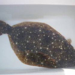 磯部釣船 直栄丸 釣果