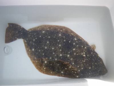 磯部釣船 直栄丸 釣果