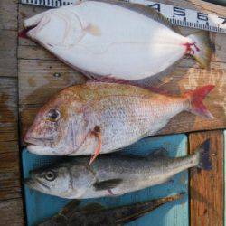 磯部釣船 直栄丸 釣果