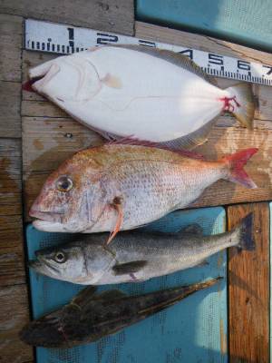 磯部釣船 直栄丸 釣果