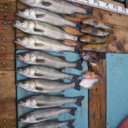 磯部釣船 直栄丸 釣果