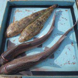 磯部釣船 直栄丸 釣果