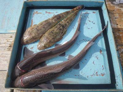 磯部釣船 直栄丸 釣果