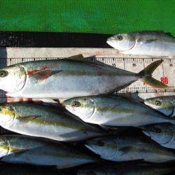 海宝丸 島根 釣果