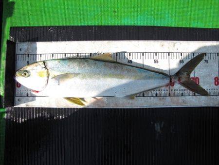 海宝丸　島根 釣果