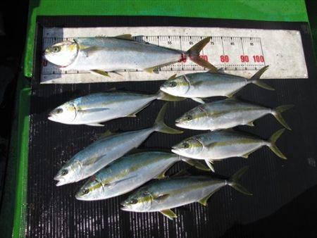 海宝丸 島根 釣果