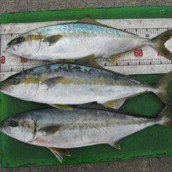 海宝丸 島根 釣果