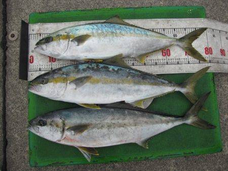 海宝丸 島根 釣果