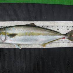 海宝丸 島根 釣果