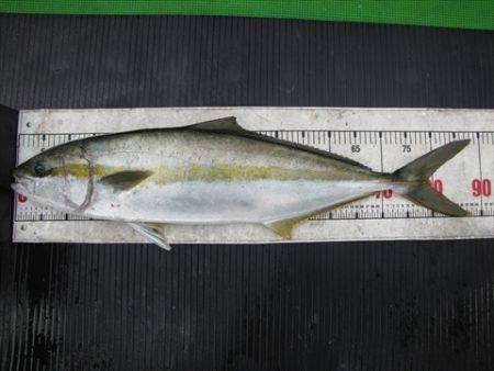 海宝丸　島根 釣果