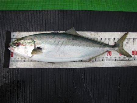 海宝丸 島根 釣果