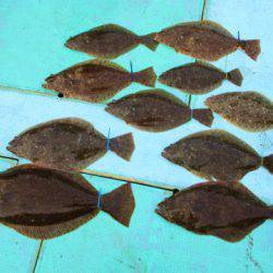 フィッシングガイド とちぎ 釣果