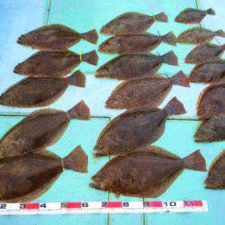 フィッシングガイド とちぎ 釣果